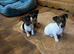 jack Russell