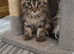 XXL Maine Coon Kittens.