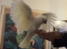 Triton Cockatoo - Beautiful, Social, Tame and Fully Trained