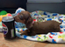 Miniature dachshund