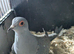 Diamond dove