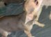 Chihuahua bitch  puppy