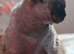 Devon Rex