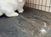 Mini lop Buck