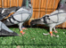 Figuritas show birds