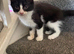 Please can you give these beautiful kittens a home