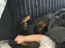 Black and Tan miniature dachshund