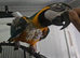 Blue&Gold Macaw Parrot