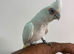 Hand reared bare eyed cockatoo