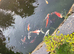 Koi fish for sale