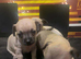 Beautiful grey Chihuahua puppies