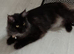 8 month old female Maine coon for sale