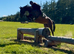 15.2hh mare