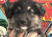 3/4 husky 1/4 German shepherd - Last big boy