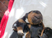Rottweiler puppies