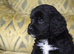 Outstanding Cockapoo Babies