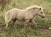 SPSBS Registered filly