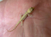 6 x Mourning Geckos