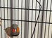Zibra finches/ couple