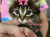 Siberian kitten