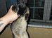Rabbit Black otter mini rex for sale