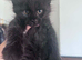 Maine coon kitten readdy to leave free delivery.