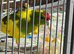 Kakarikis
