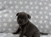 Kc registered blue Staffordshire bull terrier puppies