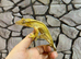 Adult Female Yellow Crested Gecko at Birmingham Reptiles