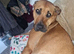 Wanted Stud for my Female Rottweiler X Mastiff/Staffy