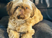 Beautiful chocolate Shih Tzu girl