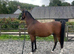 15hh pure Arabian bay gelding 14 years