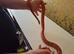 Due to moving Beautiful friendly  corn snake complete set up 4ft vivarium