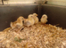 Serama chicks