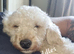 Full Poodles