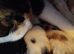 2 kittens for sale