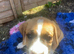 Boxer shepherd puppies for sale