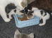 beautiful babies for sale