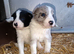 Last 1 ready soon border collie puppies