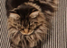 Black smoke Maine Coon