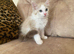 Fantastic Ragdoll Kittens for Sale