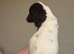 1 English springer spaniel puppies left