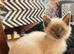 10 beautifull kittens ️ looking forever homes
