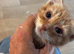 Kittens available