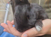 2 Dutch cross boy rabbits
