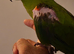 Beautiful super tame talking Hans Macaw