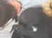 Chihuahua puppies Alford lincs