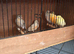 Canaries