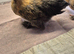 Pekin pullets