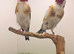 x2 male siberian goldfinches